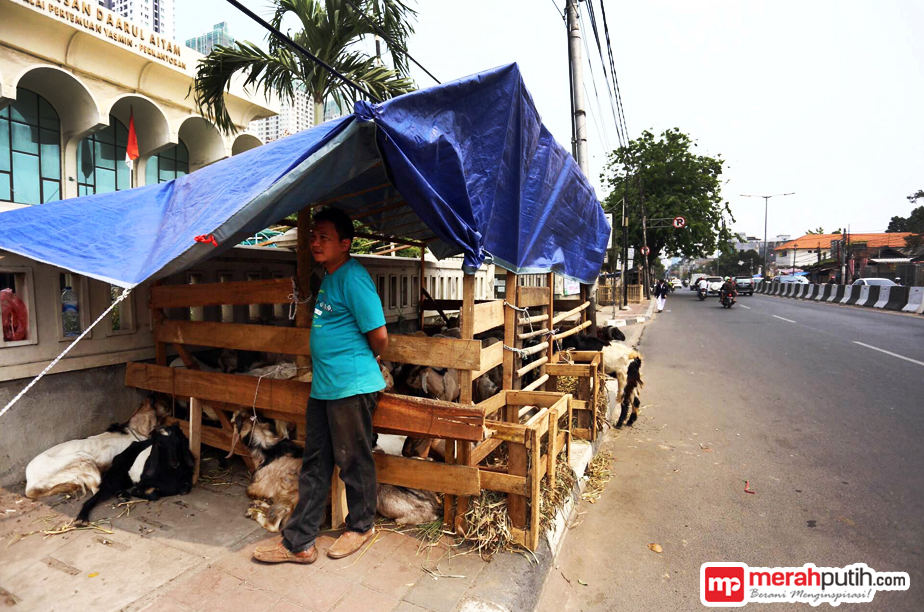 Sepi Pembeli, Pedagang Hewan Kurban Banting Harga
