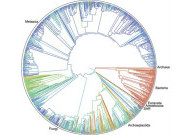 Ilmuwan Berhasil Susun Pohon Kehidupan yang Lebih Lengkap