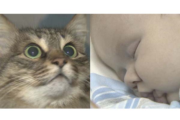 Kucing Selamatkan Bayi Rusia dari Kematian