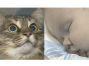 Kucing Selamatkan Bayi Rusia dari Kematian