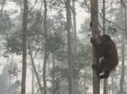 Selamat Hari Hak Asasi Hewan