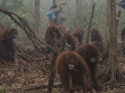 Derita Orangutan Akibat Kabut Asap