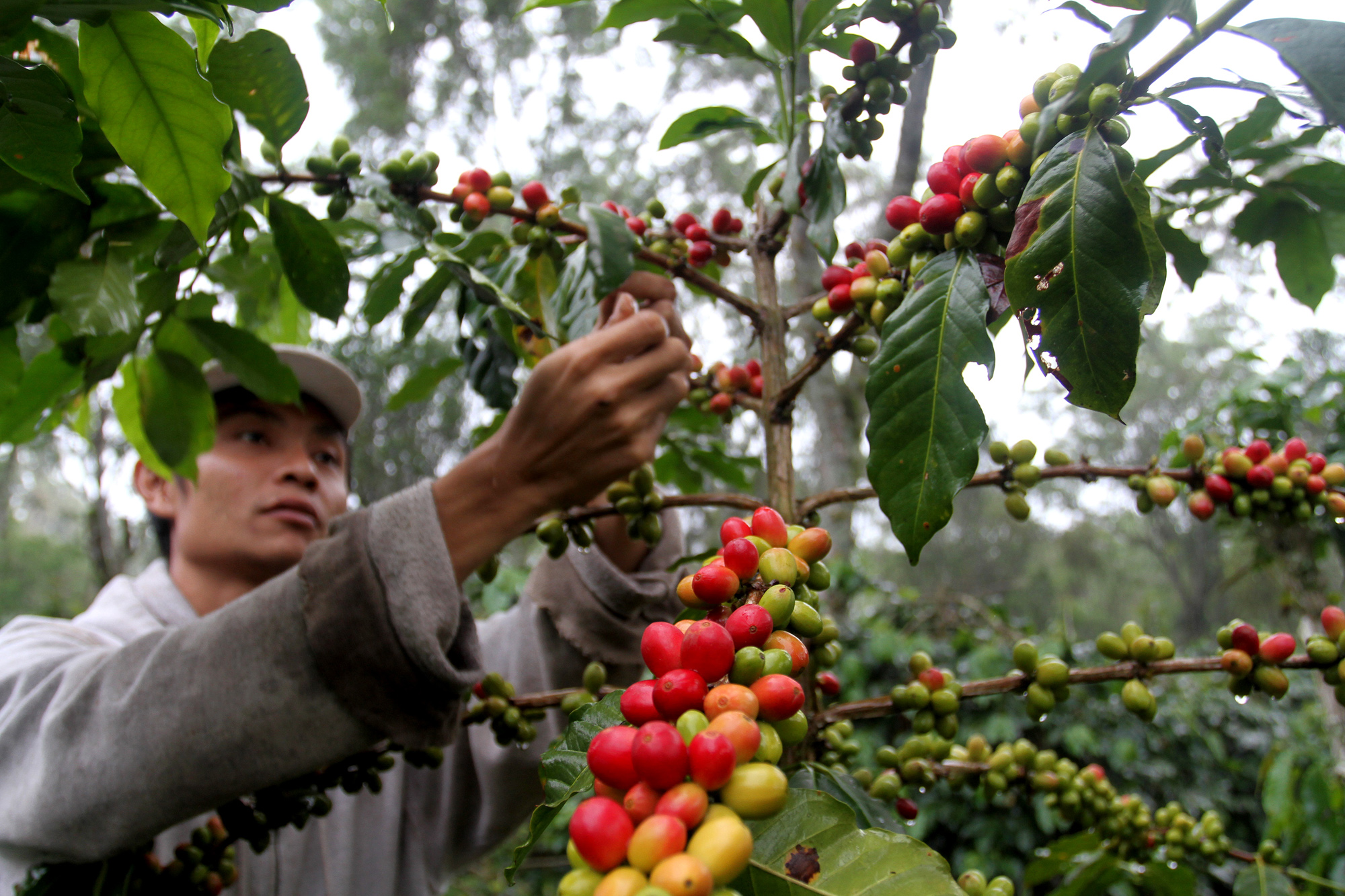 Australia Bakal Investasi Rp136 Miliar di Sektor Pengolahan Biji Kopi