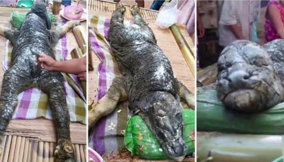 Heboh, Kerbau Setengah Buaya Gegerkan Dunia Maya 