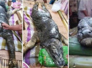 Heboh, Kerbau Setengah Buaya Gegerkan Dunia Maya 
