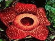 Nikmati Pesona Rafflesia Arnoldii Puspa Langka Ikon Bengkulu