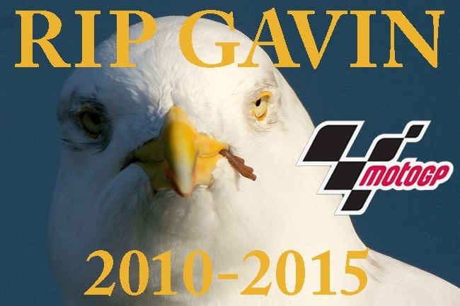 Gavin, Si Burung Camar Korban MotoGP Australia