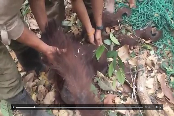 Orangutan Hamil Selamat dari Kebakaran Hutan Kalimantan