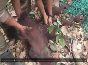 Orangutan Hamil Selamat dari Kebakaran Hutan Kalimantan