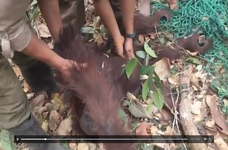 Orangutan Hamil Selamat dari Kebakaran Hutan Kalimantan