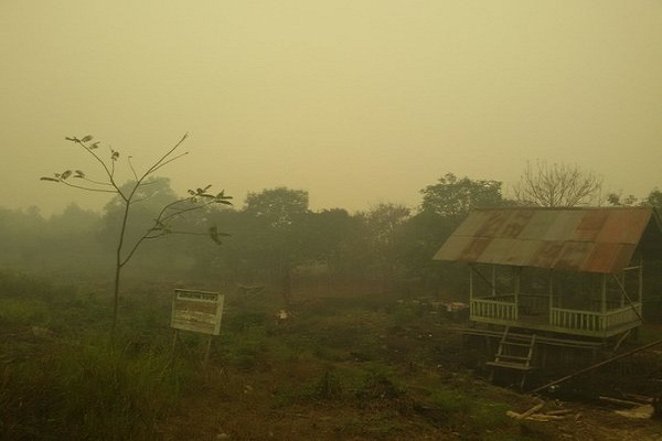 Kebakaran Hutan Kalimantan Barat Meningkat