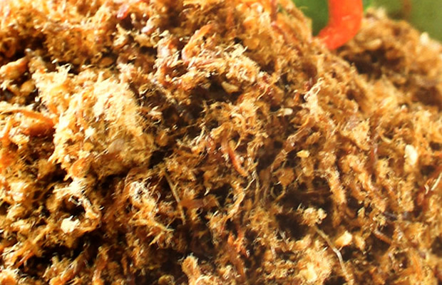Cara Mudah Bikin Abon Daging Gurih Cocok untuk Si Kecil