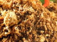 Cara Mudah Bikin Abon Daging Gurih Cocok untuk Si Kecil