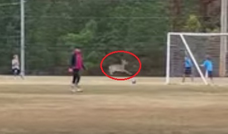 Video Seekor Rusa Cetak Gol Pada Pertandingan di AS