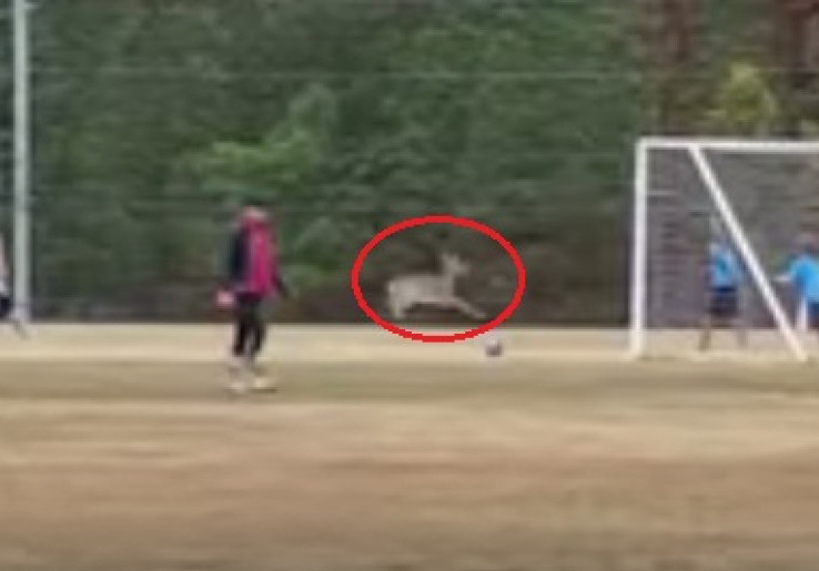 Video Seekor Rusa Cetak Gol Pada Pertandingan di AS