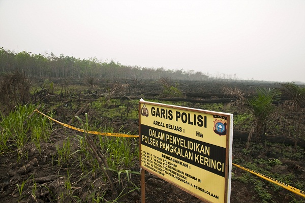 Perusahaan Sawit Tanpa HGU Berada di Balik Pembakaran Hutan