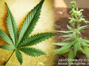 Hasil Pemungutan Suara: Ohio Tolak Legalkan Ganja