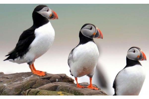 4 Spesies Burung Inggris Terancam Punah