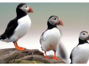 4 Spesies Burung Inggris Terancam Punah