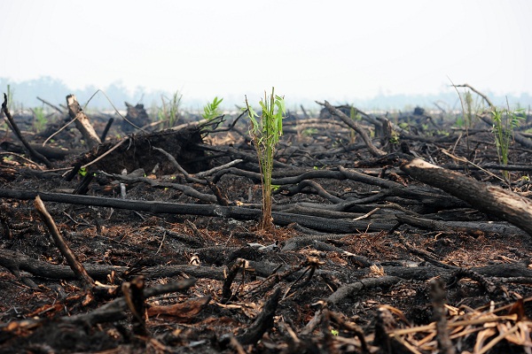DPR Dukung Pemerintah Cabut Izin Konsesi Lahan Terbakar