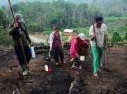 Nugal, Tradisi Unik Menanam Padi di Kalimantan Barat
