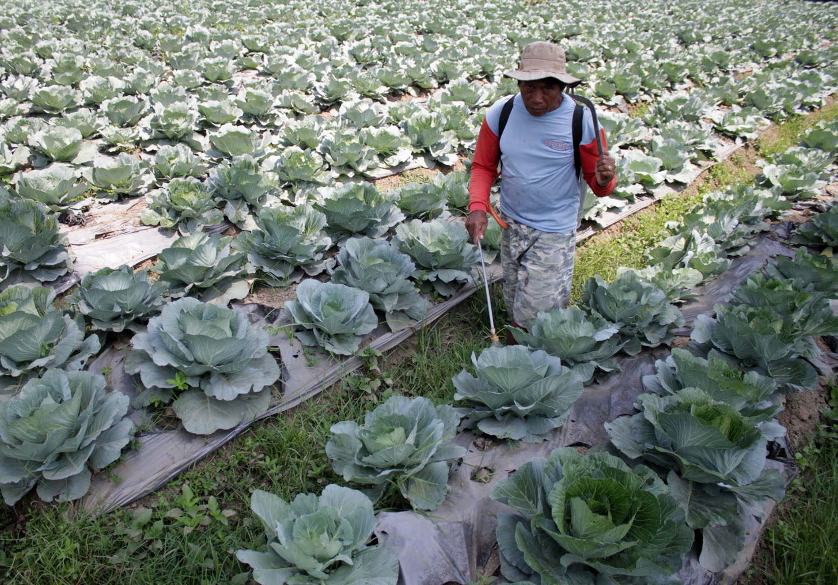 BI: Oktober Deflasi 0,08 Persen Didorong Harga Bahan Pangan 