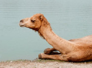 Pria Saudi Dikeroyok setelah Bunuh Unta