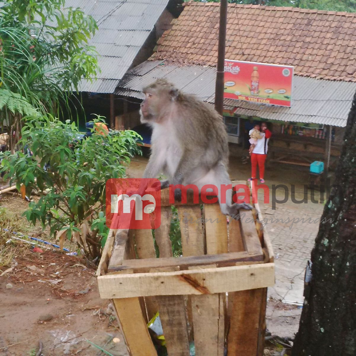 Jika Sukses, Kembali Ke Curug Cigamea Tidak Akan Melihat Monyet