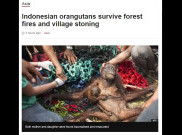 Lari dari Kebakaran Hutan, Orangutan ini Malah Dilempari Batu oleh Warga