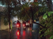 Hujan Deras, Beberapa Pohon Tumbang di Jakarta 