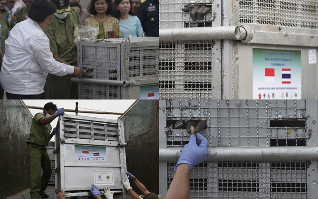 Proses Pengembalian Orangutan Selundupan dari Thailand