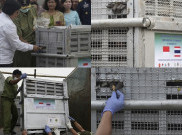 Proses Pengembalian Orangutan Selundupan dari Thailand