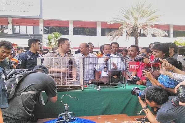 Polisi Ciduk Pelaku Penjual Satwa Langka Indonesia ke Luar Negeri