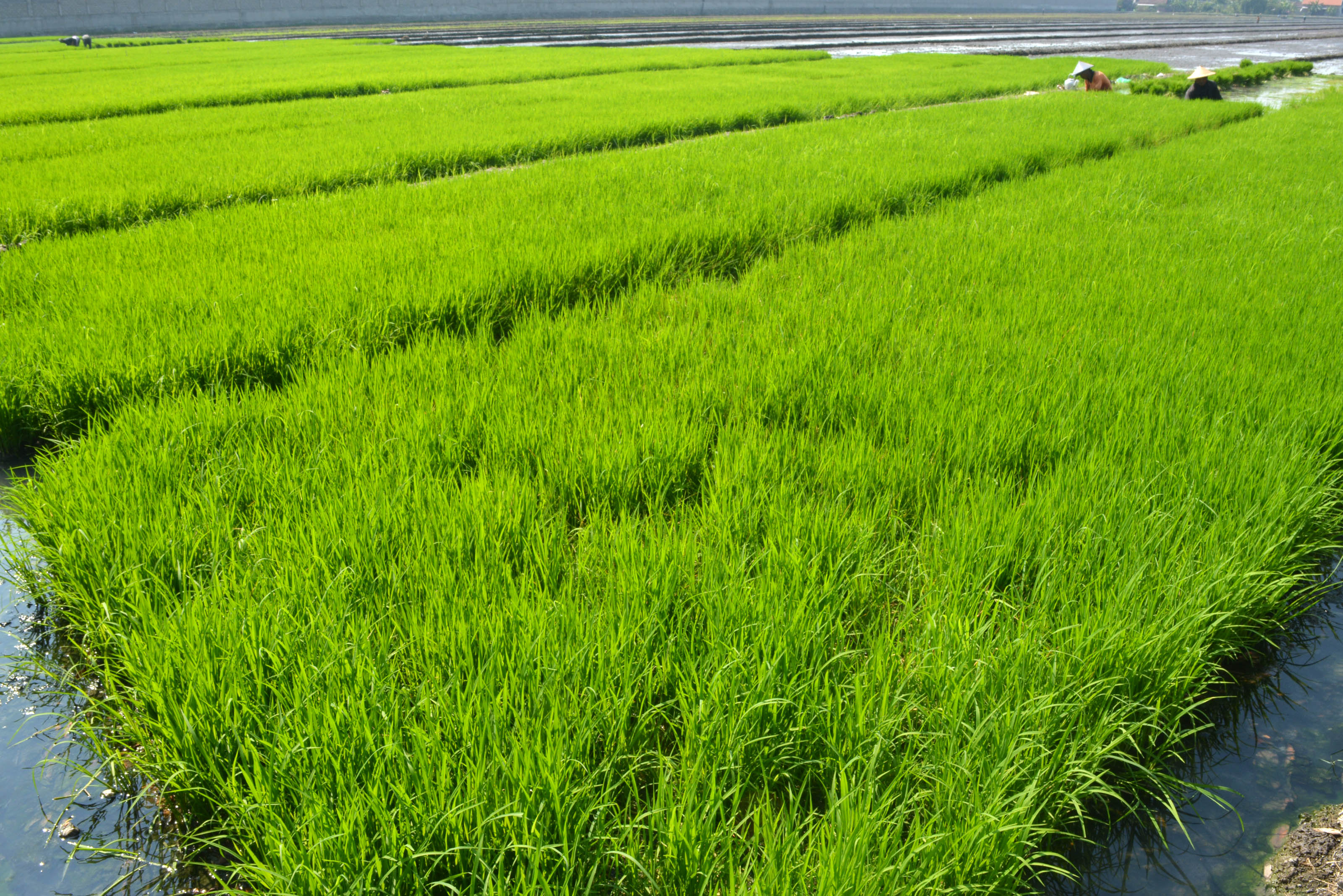 Mulai Tahun Depan, BPS Ubah Perhitungan Produksi Pangan 