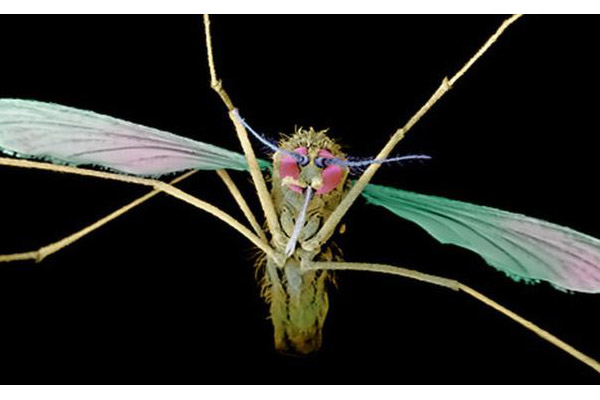 Nyamuk Mutan Mampu Lawan Malaria