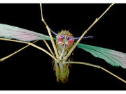Nyamuk Mutan Mampu Lawan Malaria