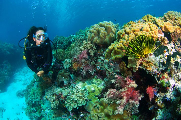 Pelesir ke Wakatobi, Surga Bawah Laut Terindah di Dunia