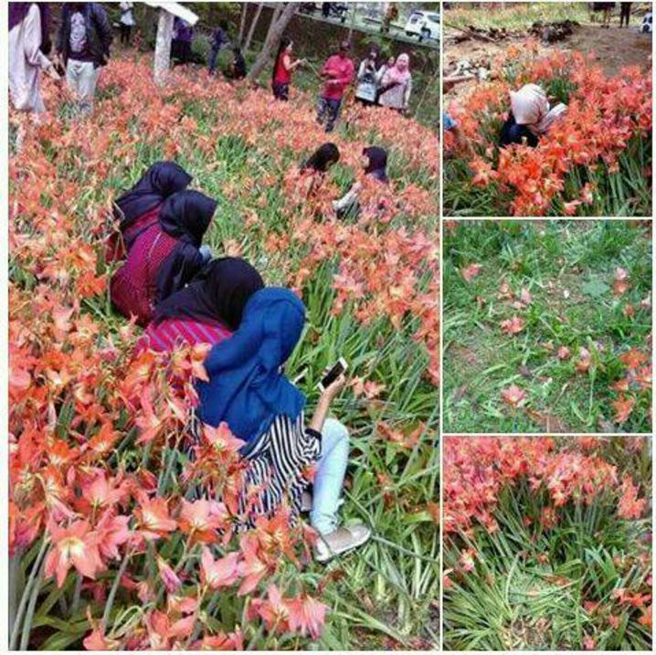 Warga Biasa Menyebut Bunga Amarilis Si Perusak Tanah