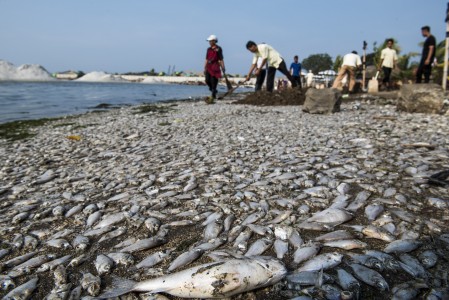 Seram, Jutaan Ikan di Ancol Mati Mendadak!
