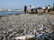 Seram, Jutaan Ikan di Ancol Mati Mendadak!