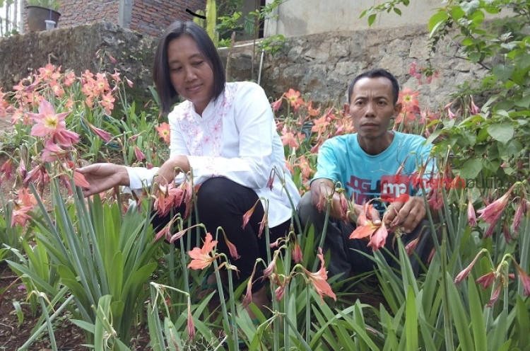 Pemilik Kebun Bunga Amarilis: Rusak Bukan karena Pengunjung