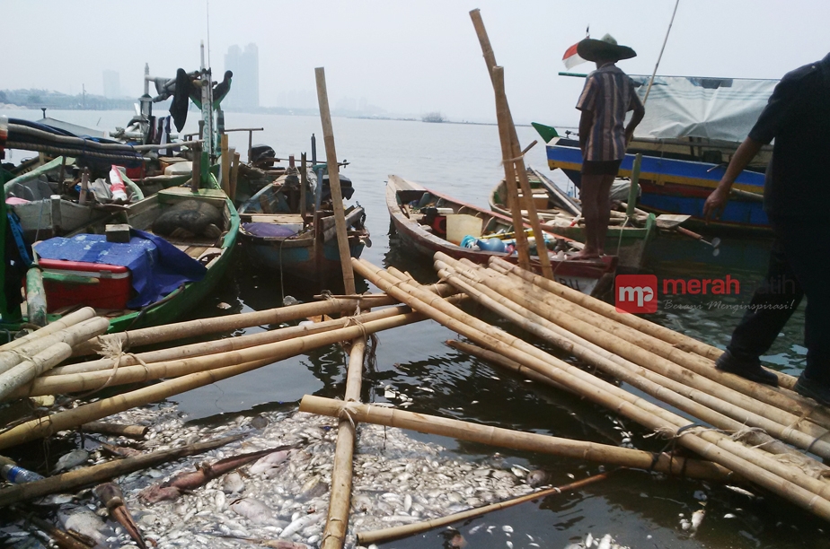 Selain Jutaan Ikan Teluk Jakarta, Kerang Pun Mati Terpapar Limbah