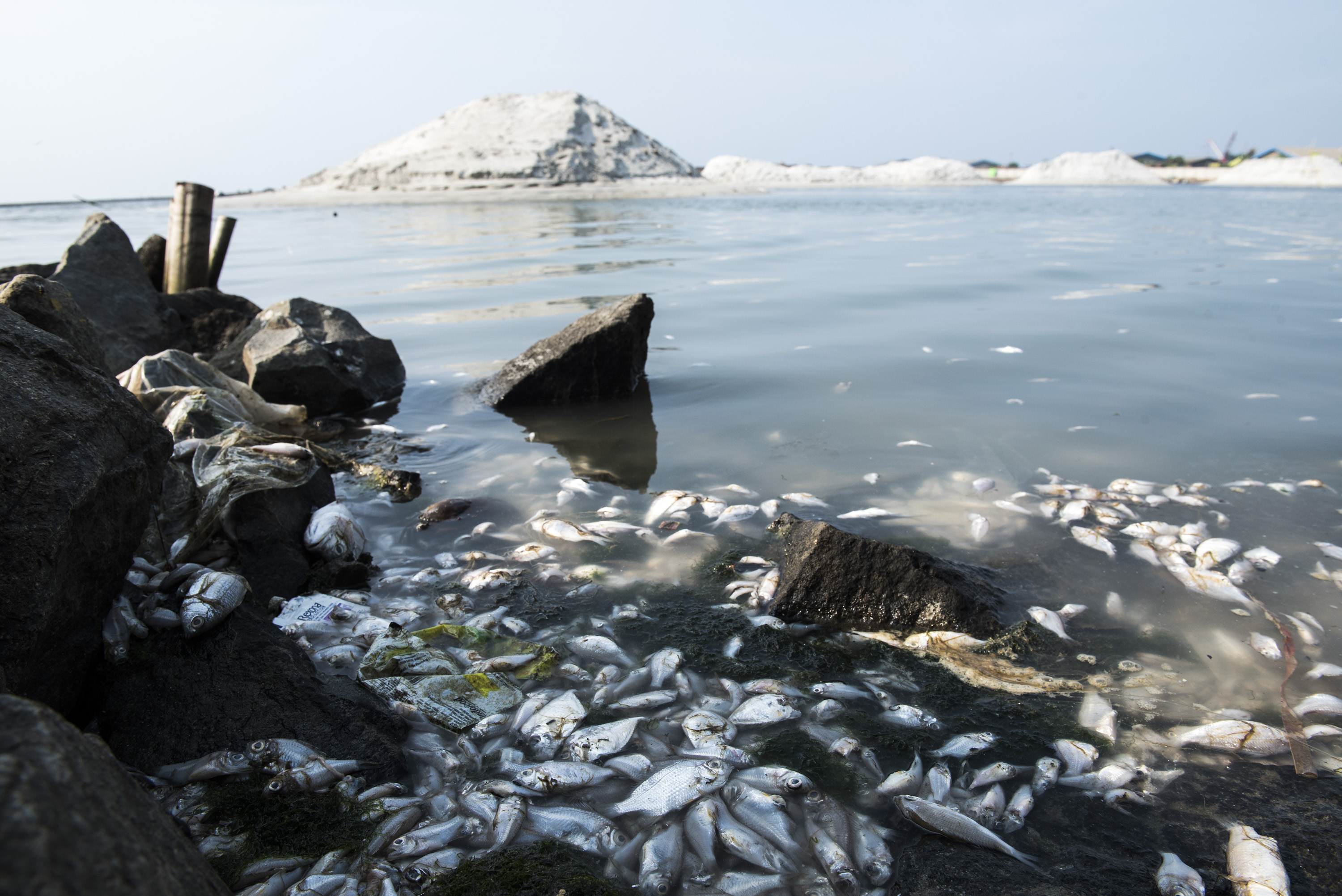 Jutaan Ikan Mati Mendadak di Ancol