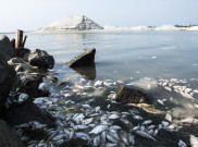 Jutaan Ikan Mati Mendadak di Ancol