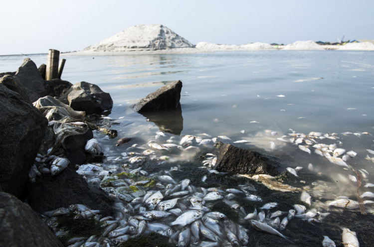  Jutaan Ikan Mati Mendadak di Ancol