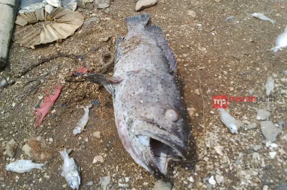 Bandar Djakarta Bantah Ikan yang Dijual dari Teluk Jakarta