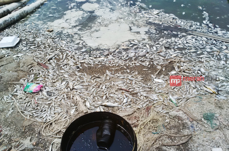 Ungkap Kematian Ikan Teluk Jakarta, Dinas Kelautan DKI Gandeng IPB