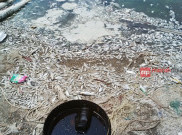 Ungkap Kematian Ikan Teluk Jakarta, Dinas Kelautan DKI Gandeng IPB