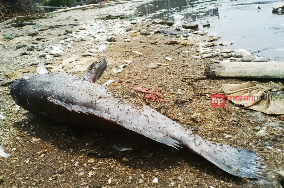 Nelayan Teluk Jakarta Duga Ikan-ikan Mati akibat Limbah Kimia