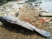 Nelayan Teluk Jakarta Duga Ikan-ikan Mati akibat Limbah Kimia
